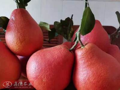 泰國紅寶石青柚 優(yōu)質(zhì)種苗與批發(fā)指南